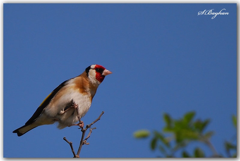 Saka » European Goldfinch » Carduelis carduelis