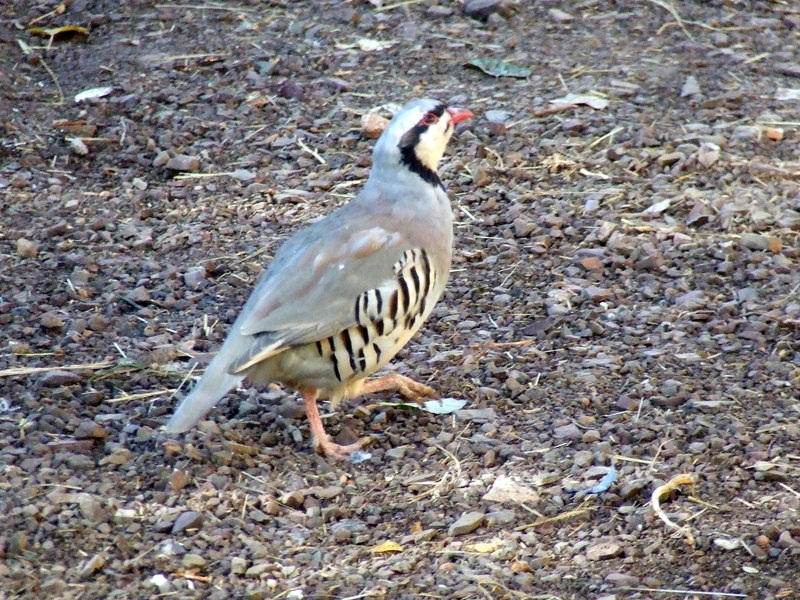 Kınalı keklik » Chukar Partridge » Alectoris chukar