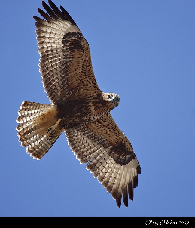 Kızıl şahin » Long-legged Buzzard » Buteo rufinus