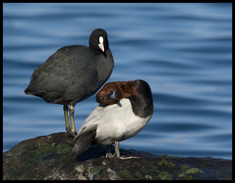 Elmabaş patka » Common Pochard » Aythya ferina