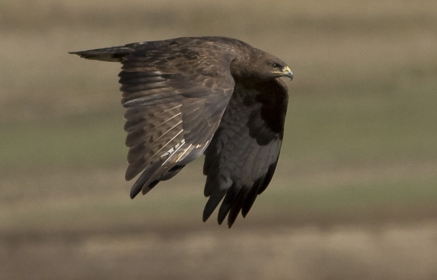Şahin » Common Buzzard » Buteo buteo