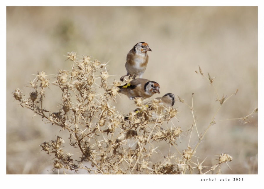 Saka » European Goldfinch » Carduelis carduelis