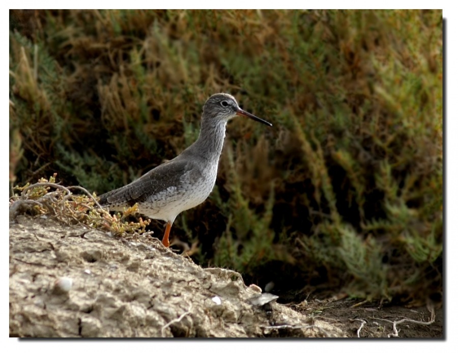 Kızılbacak » Common Redshank » Tringa totanus