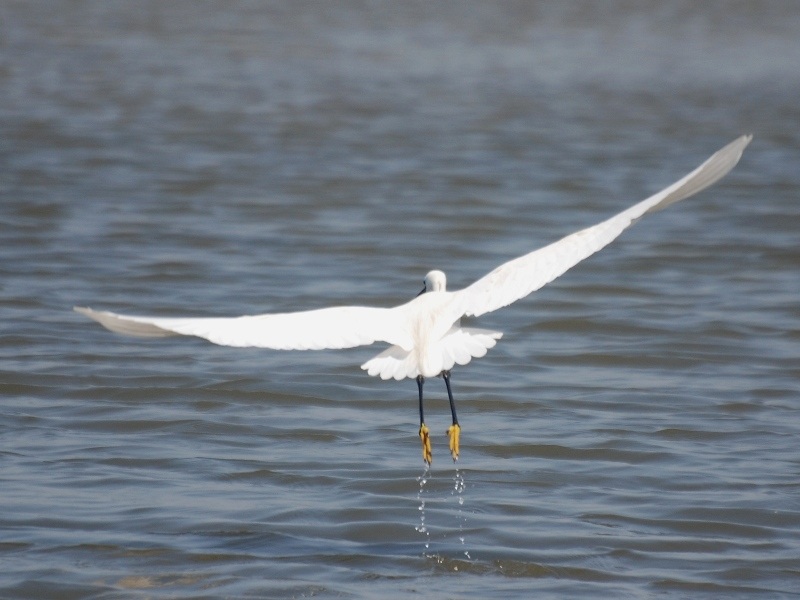 Küçük ak balıkçıl » Little Egret » Egretta garzetta