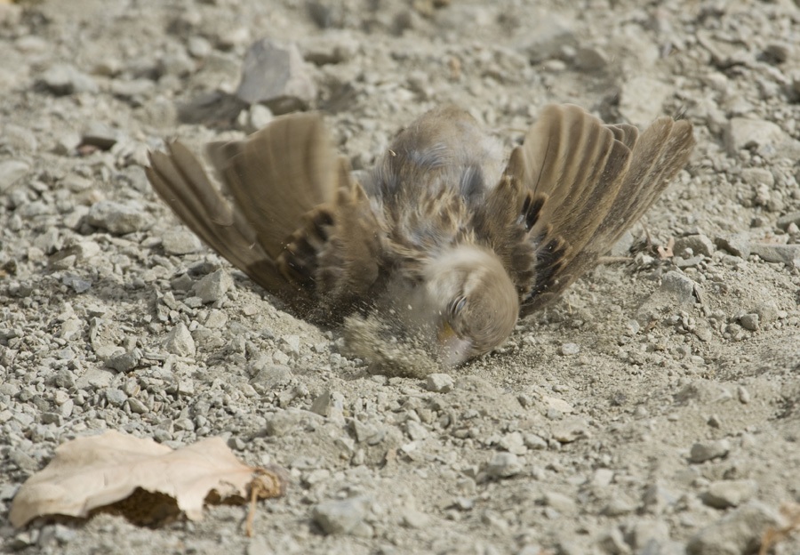 Serçe » House Sparrow » Passer domesticus