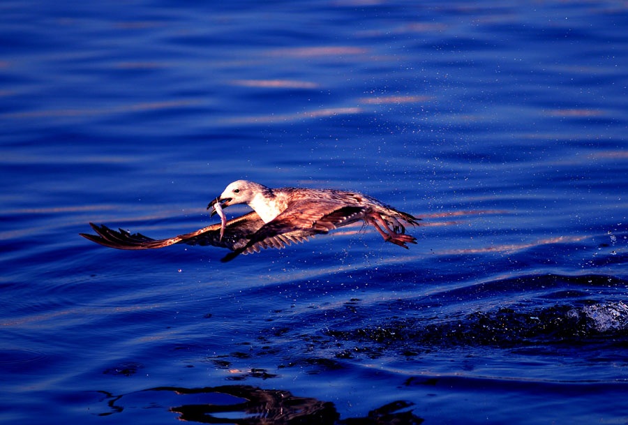 Gümüş martı » Yellow-legged Gull » Larus michahellis