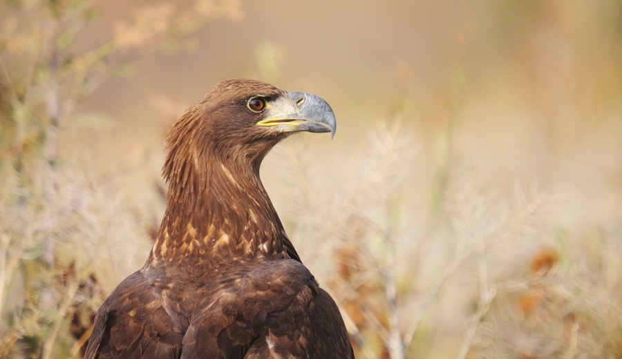 Akkuyruklu kartal » White-tailed Eagle » Haliaeetus albicilla