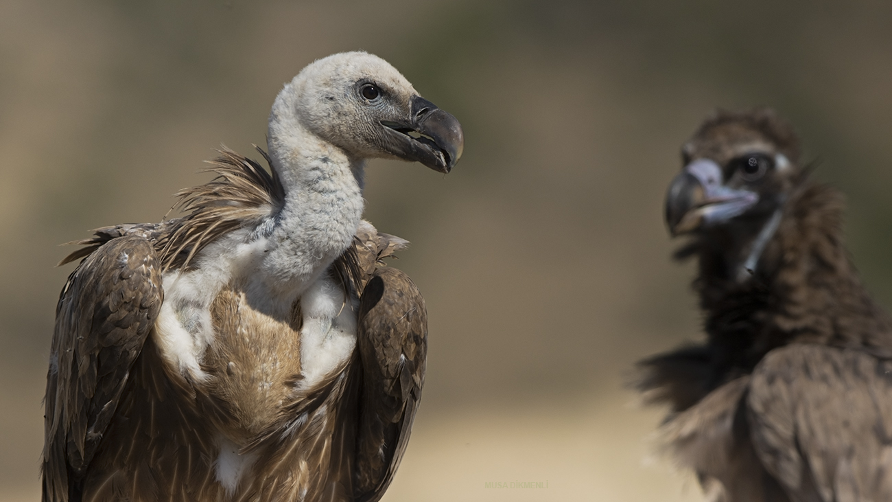 Kızıl akbaba » Griffon Vulture » Gyps fulvus