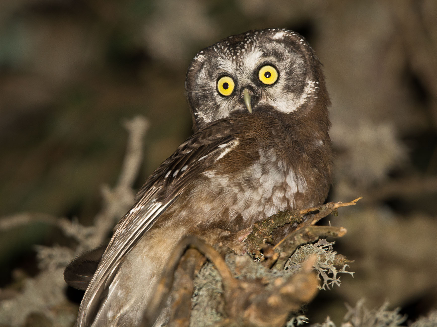 Paçalı baykuş » Boreal Owl » Aegolius funereus