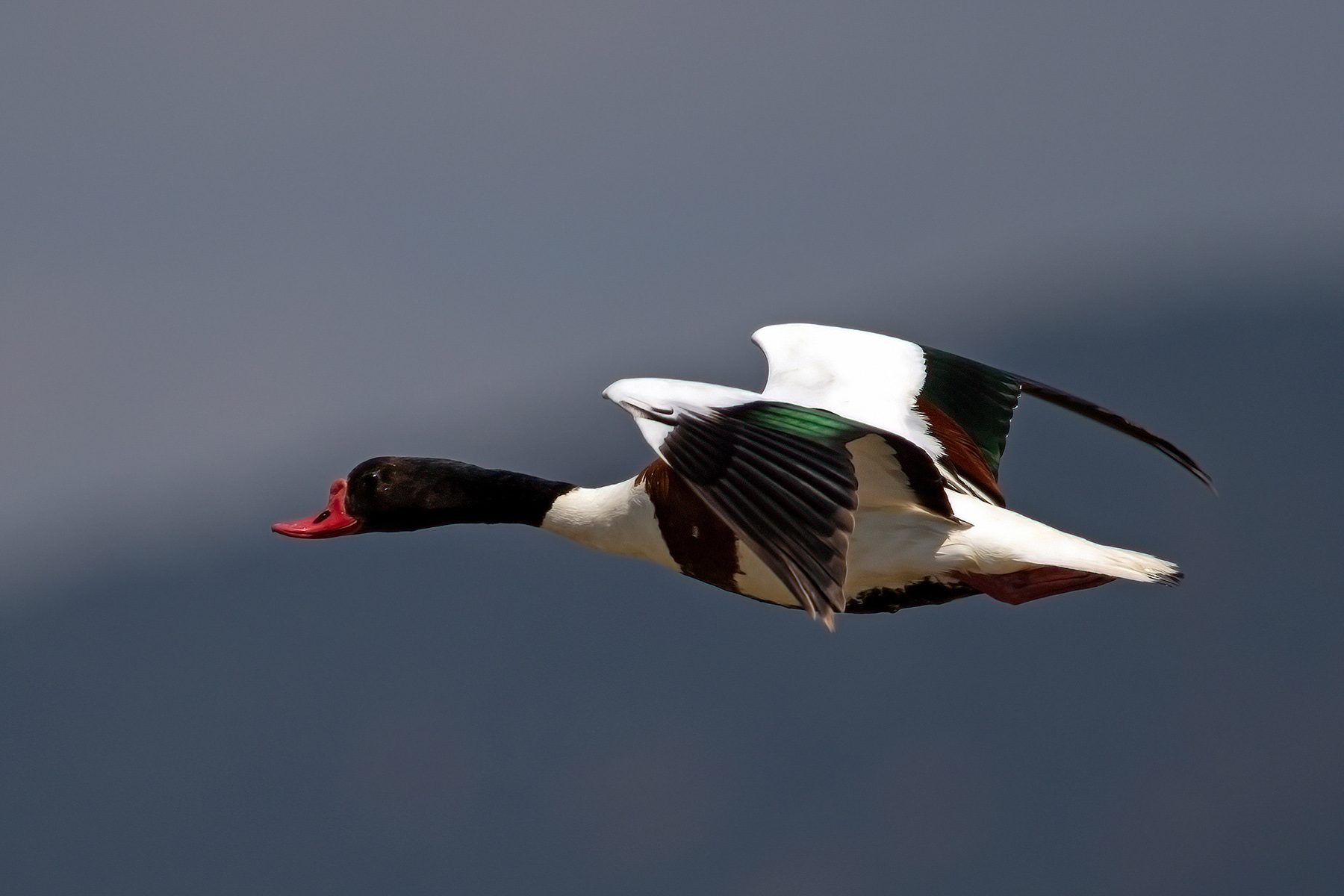 Suna » Common Shelduck » Tadorna tadorna