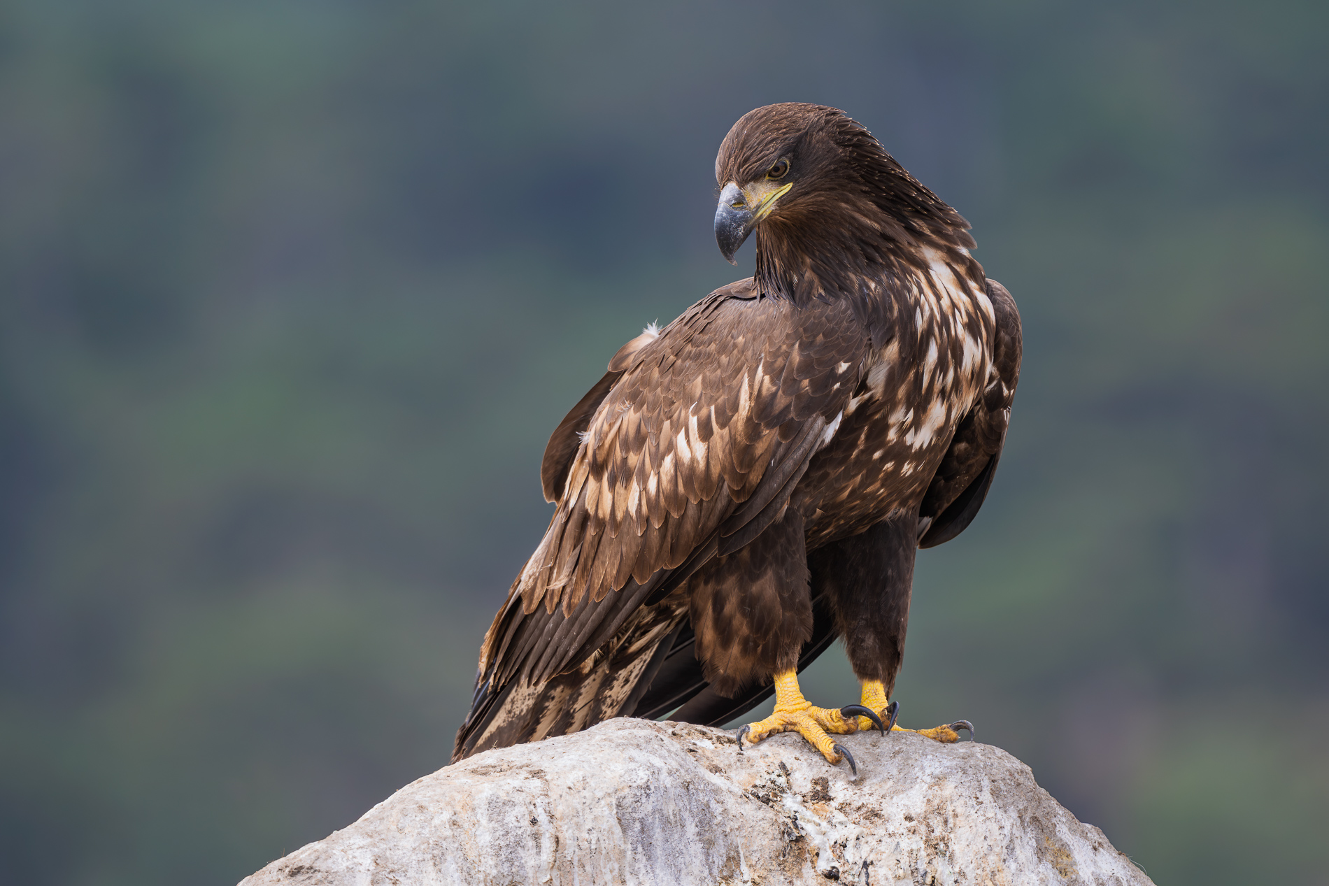 Akkuyruklu kartal » White-tailed Eagle » Haliaeetus albicilla