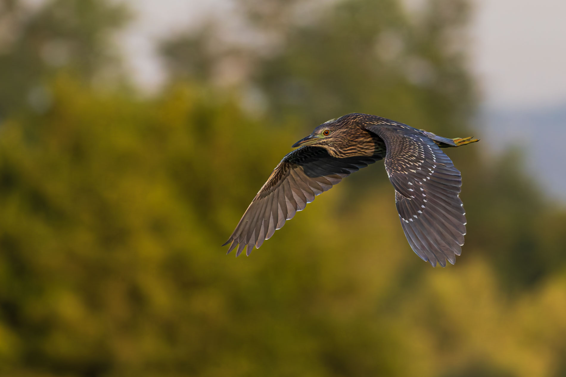 Gece balıkçılı » Black-crowned Night Heron » Nycticorax nycticorax