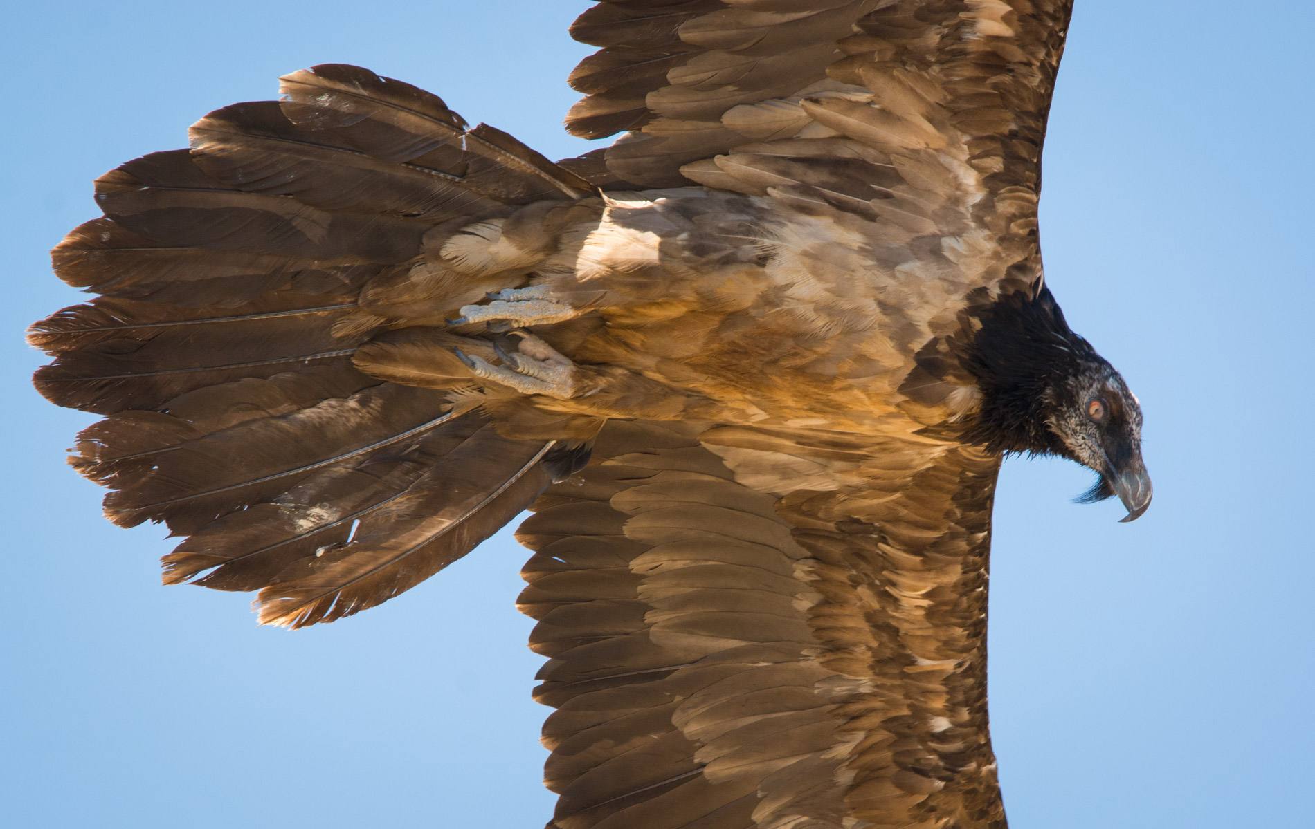 Sakallı akbaba » Bearded Vulture » Gypaetus barbatus