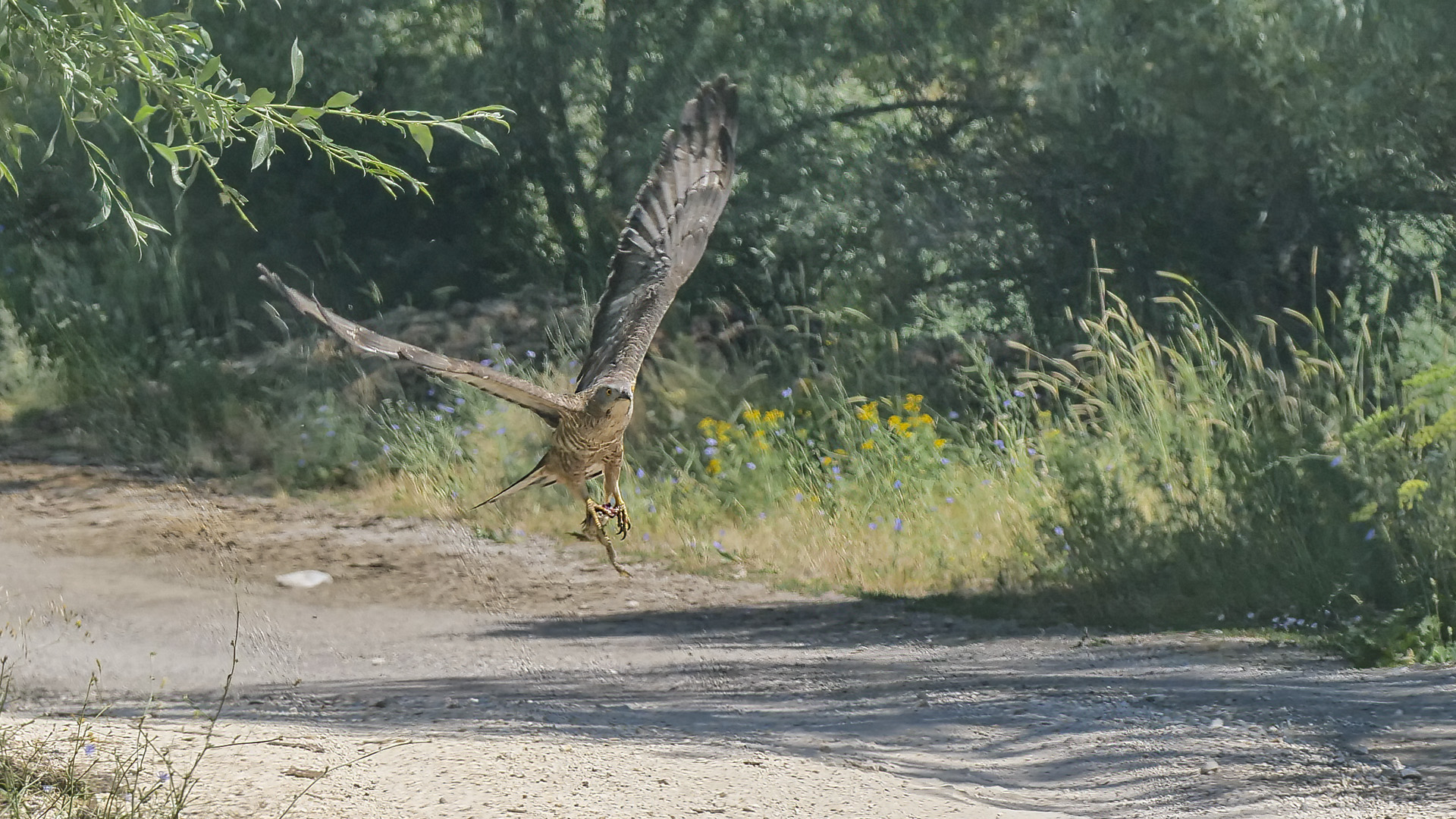 Arı şahini » European Honey Buzzard » Pernis apivorus