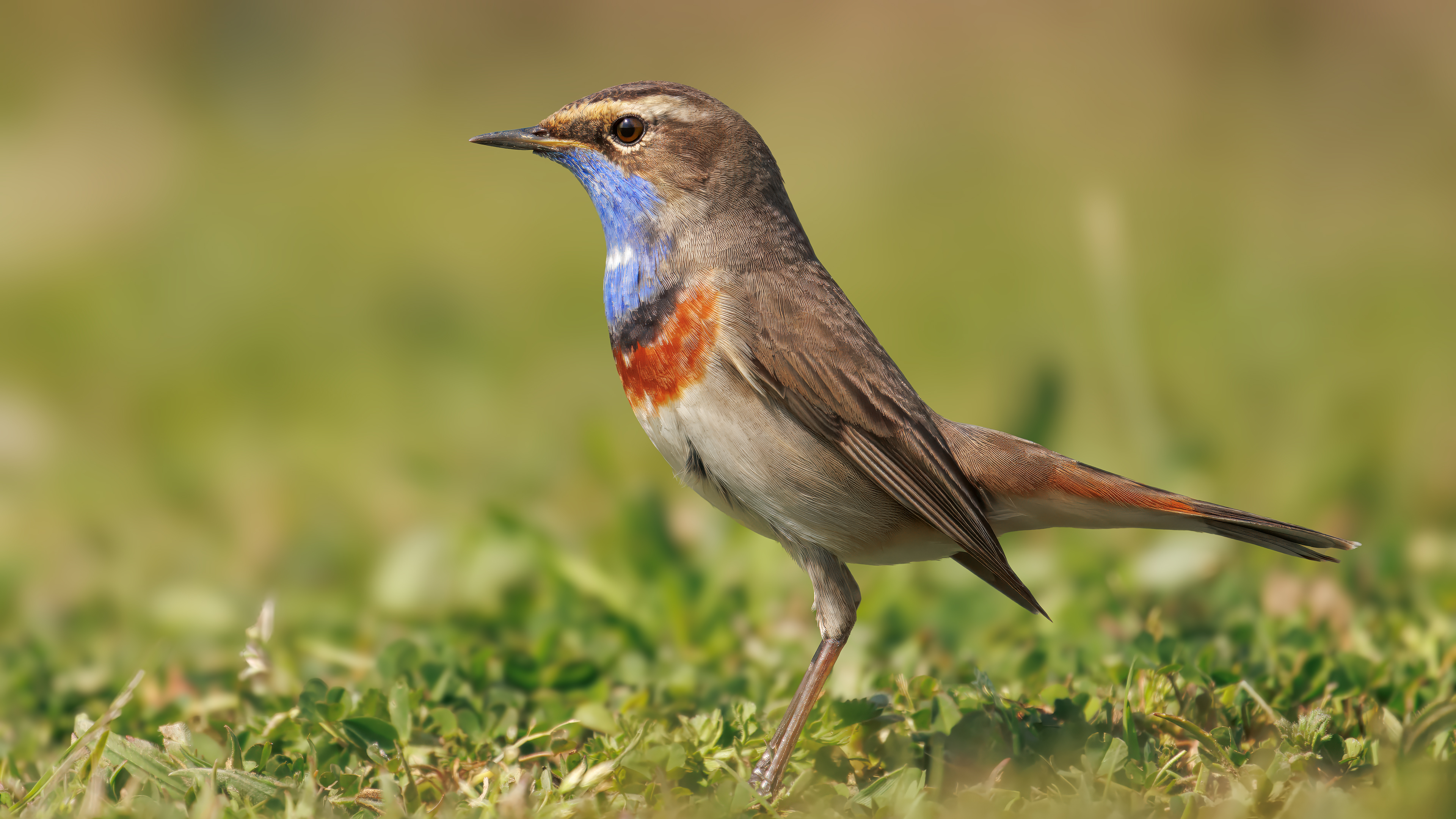Mavigerdan » Bluethroat » Luscinia svecica