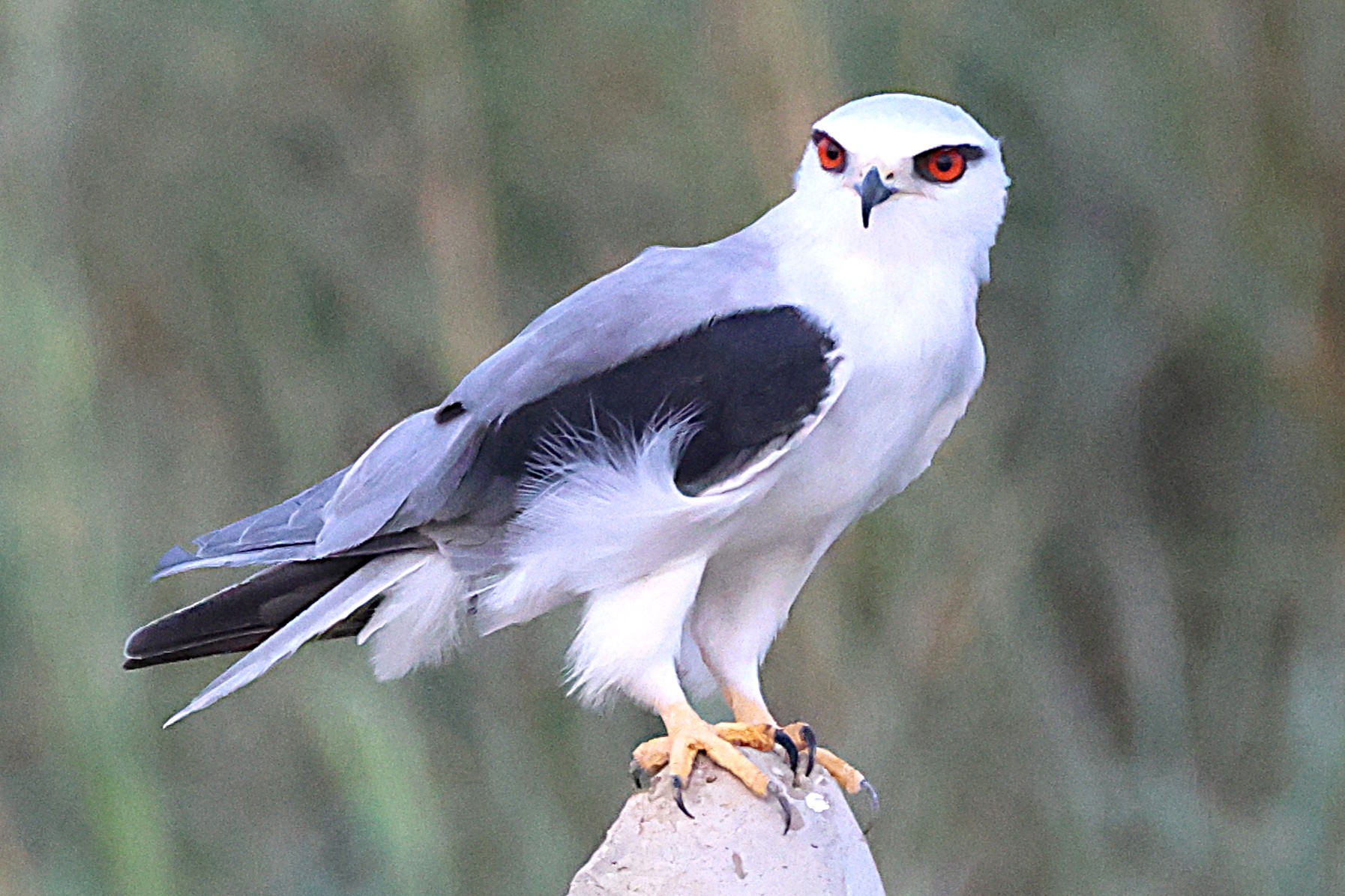 Ak çaylak » Black-winged Kite » Elanus caeruleus