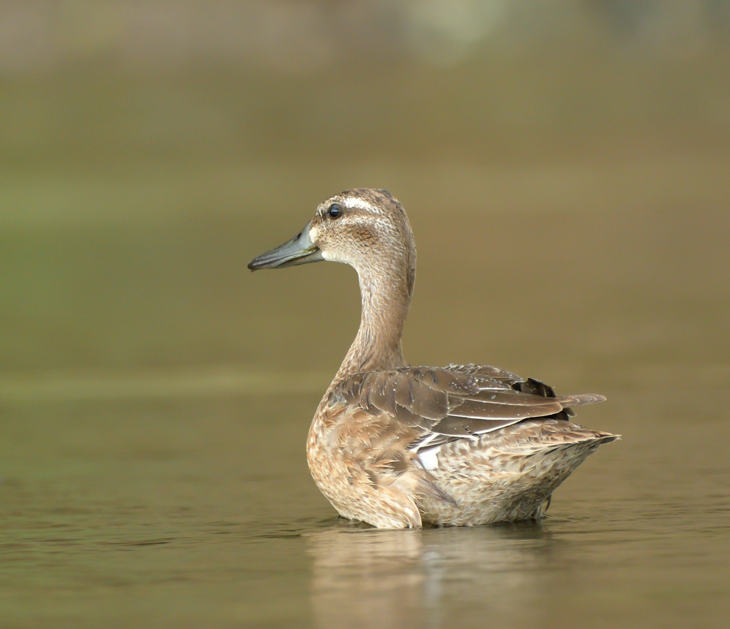 Çıkrıkçın » Garganey » Spatula querquedula