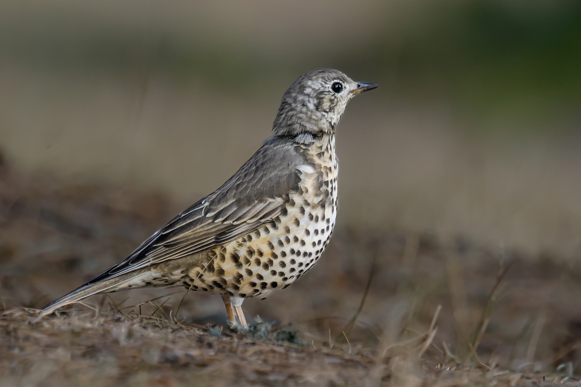 Ökse ardıcı » Mistle Thrush » Turdus viscivorus