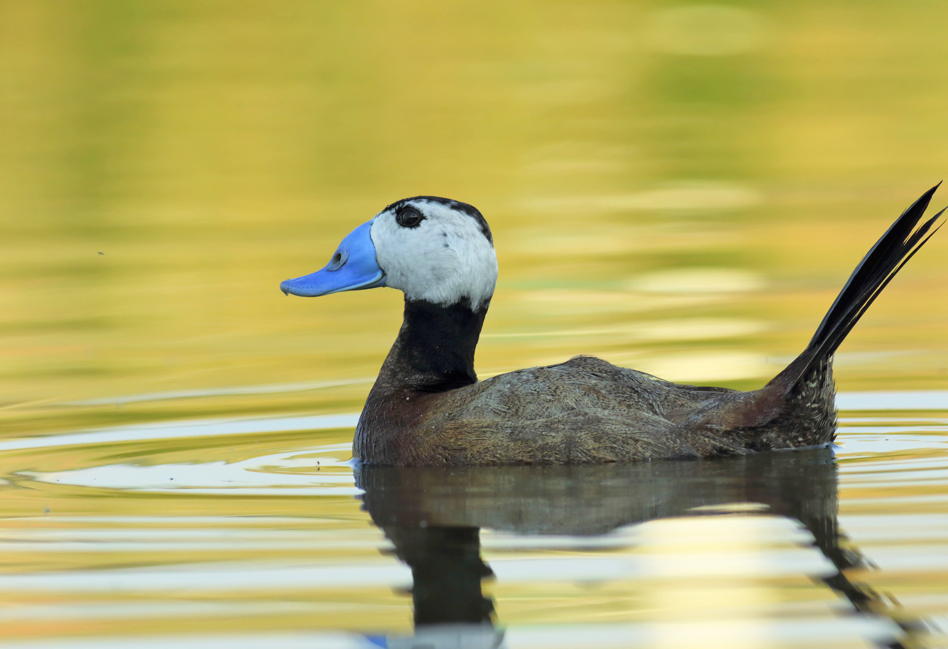 Dikkuyruk » White-headed Duck » Oxyura leucocephala