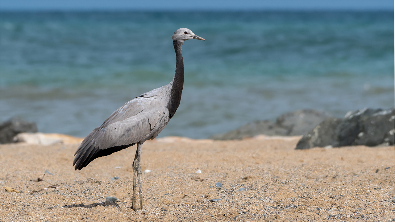 Telli turna » Demoiselle Crane » Grus virgo