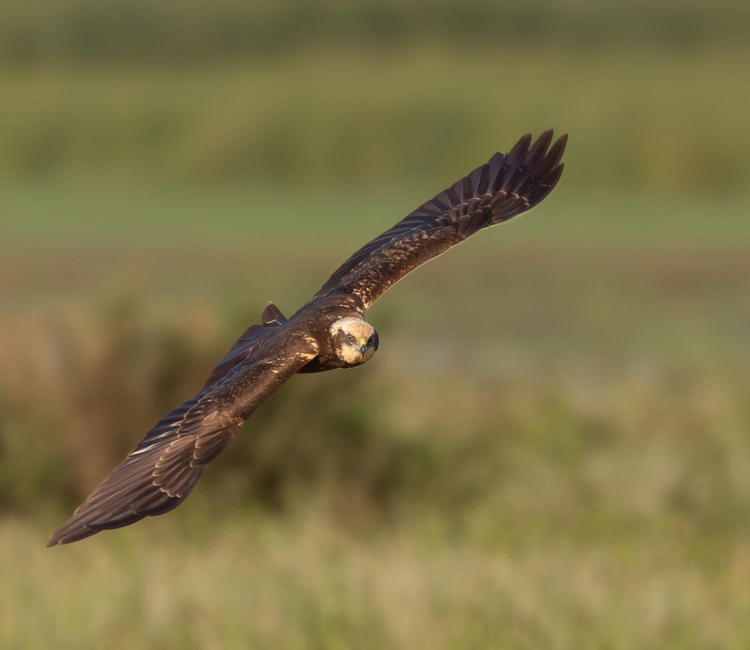 Saz delicesi » Western Marsh Harrier » Circus aeruginosus