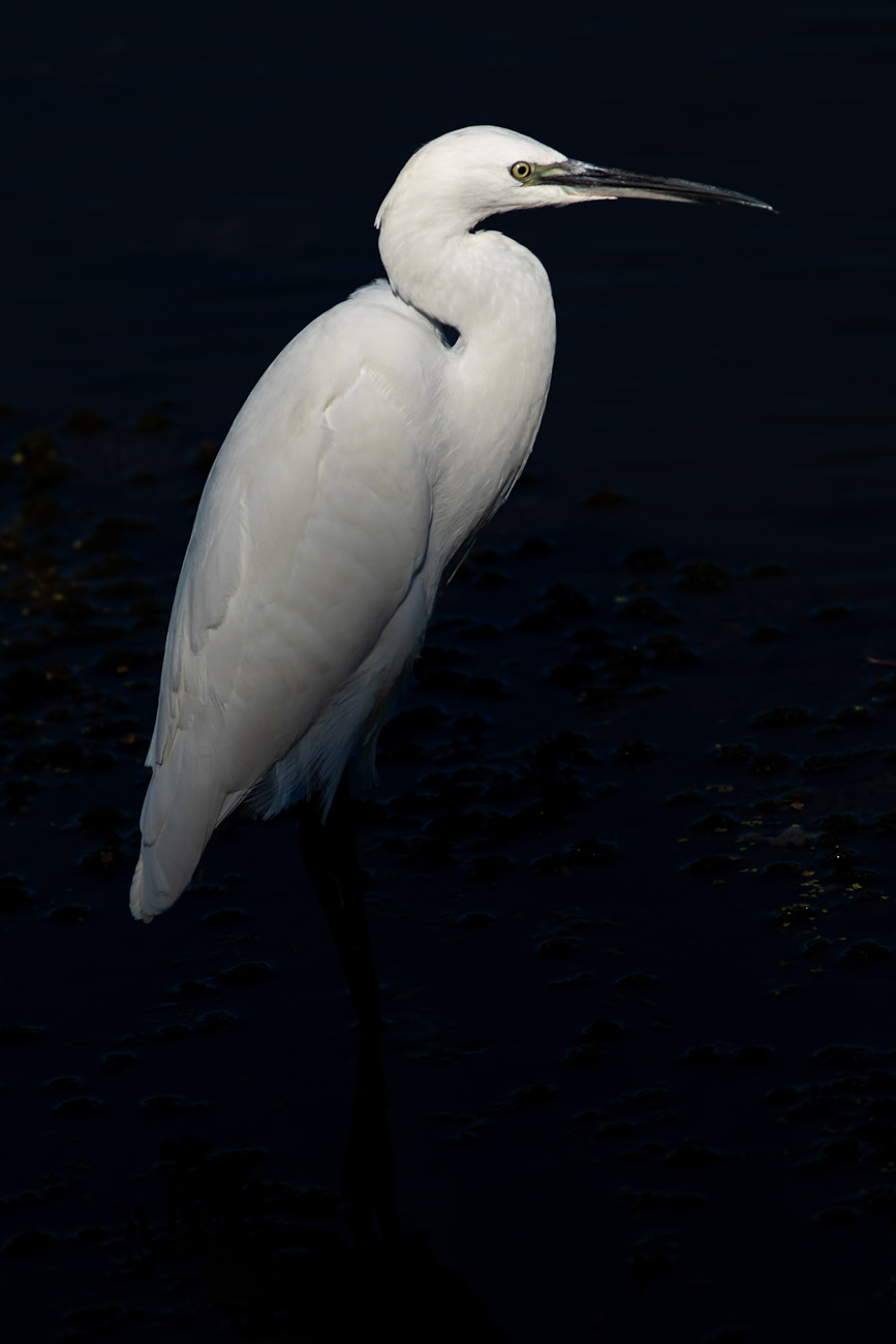 Küçük ak balıkçıl » Little Egret » Egretta garzetta