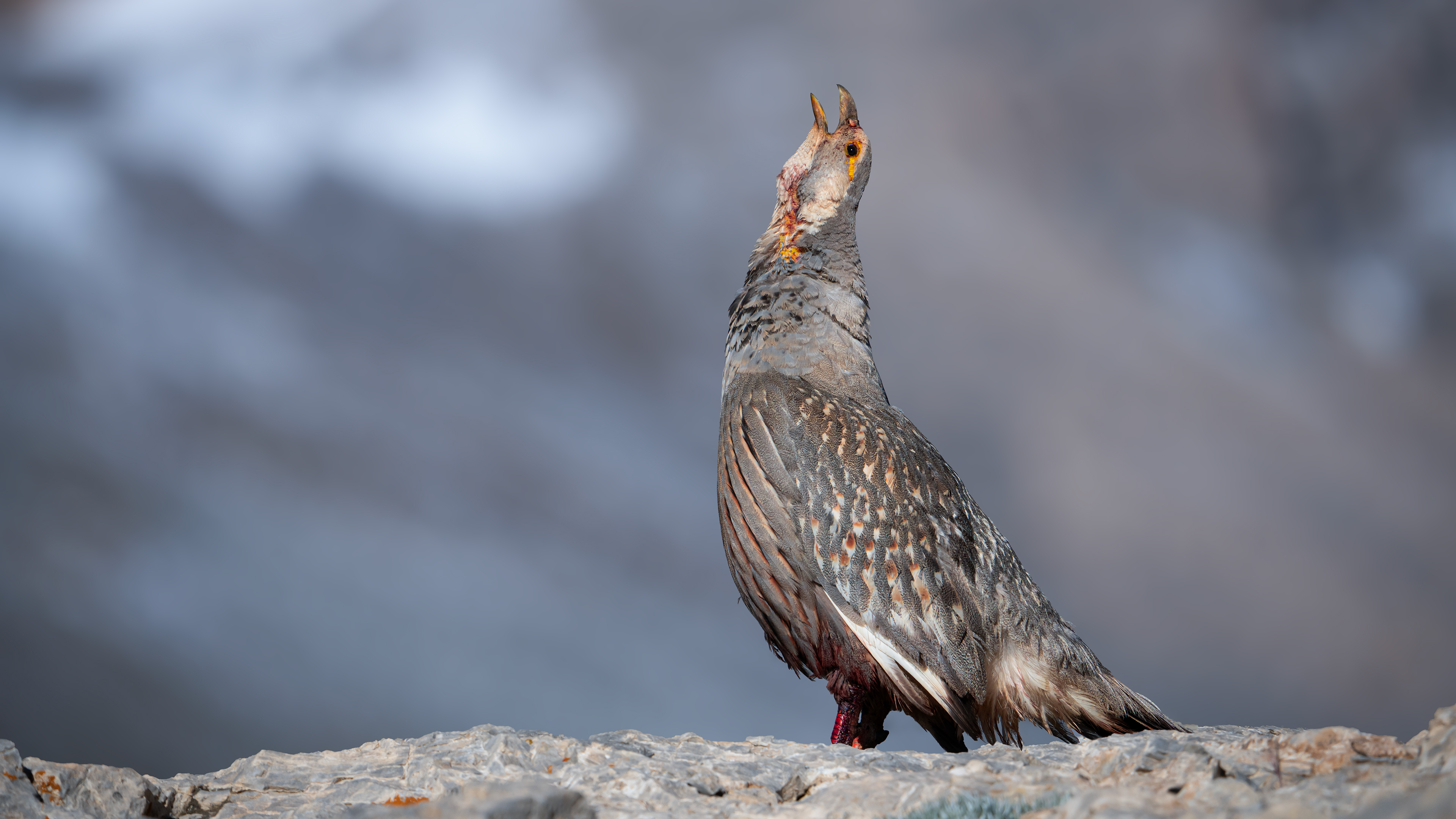 Urkeklik » Caspian Snowcock » Tetraogallus caspius