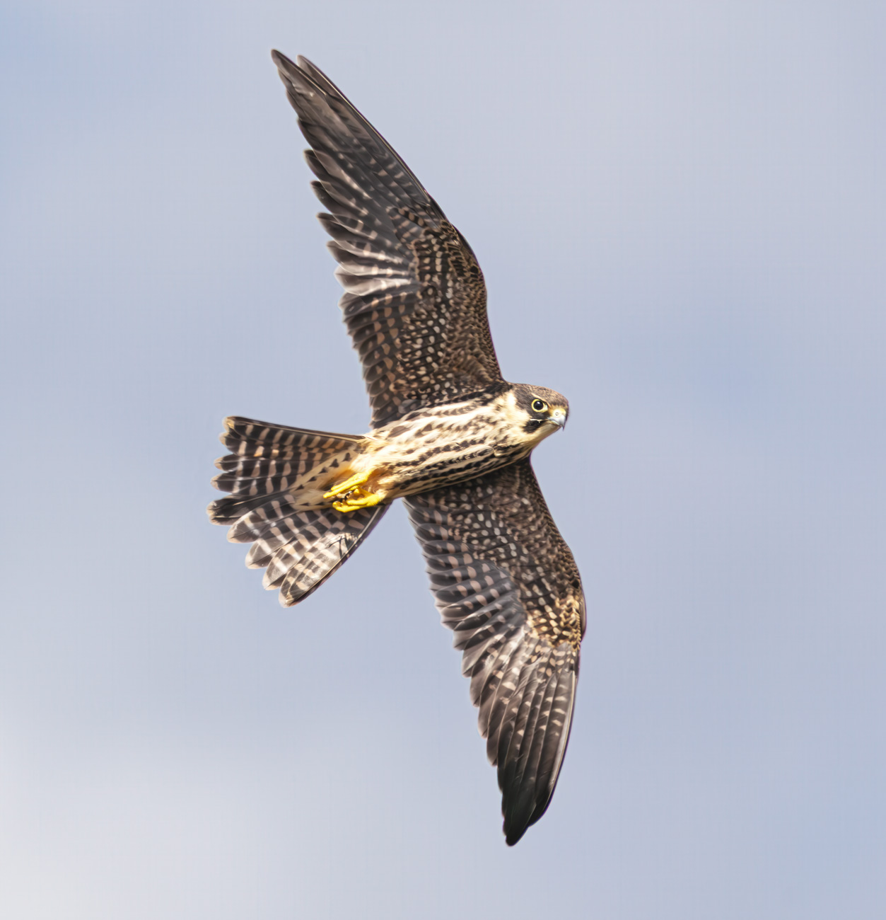 Delice doğan » Eurasian Hobby » Falco subbuteo