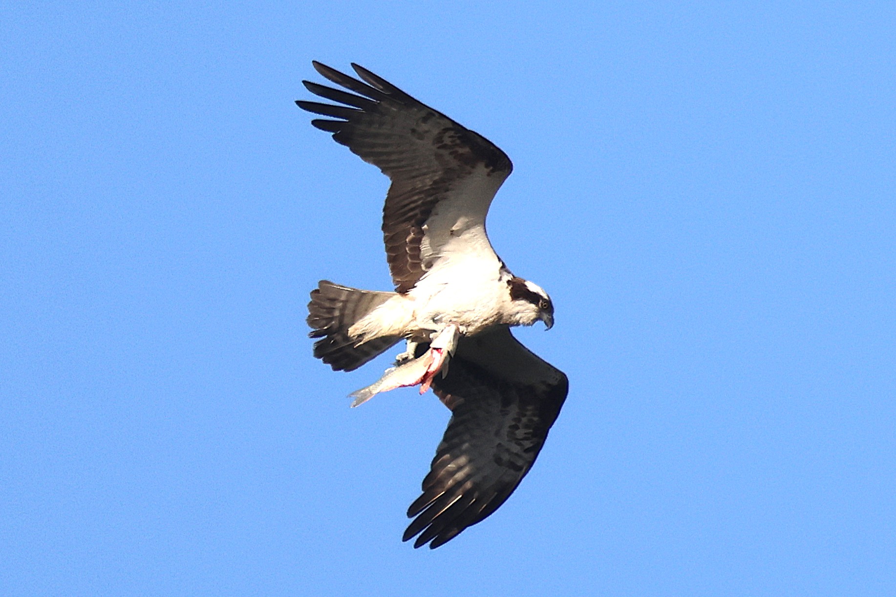 Balık kartalı » Osprey » Pandion haliaetus