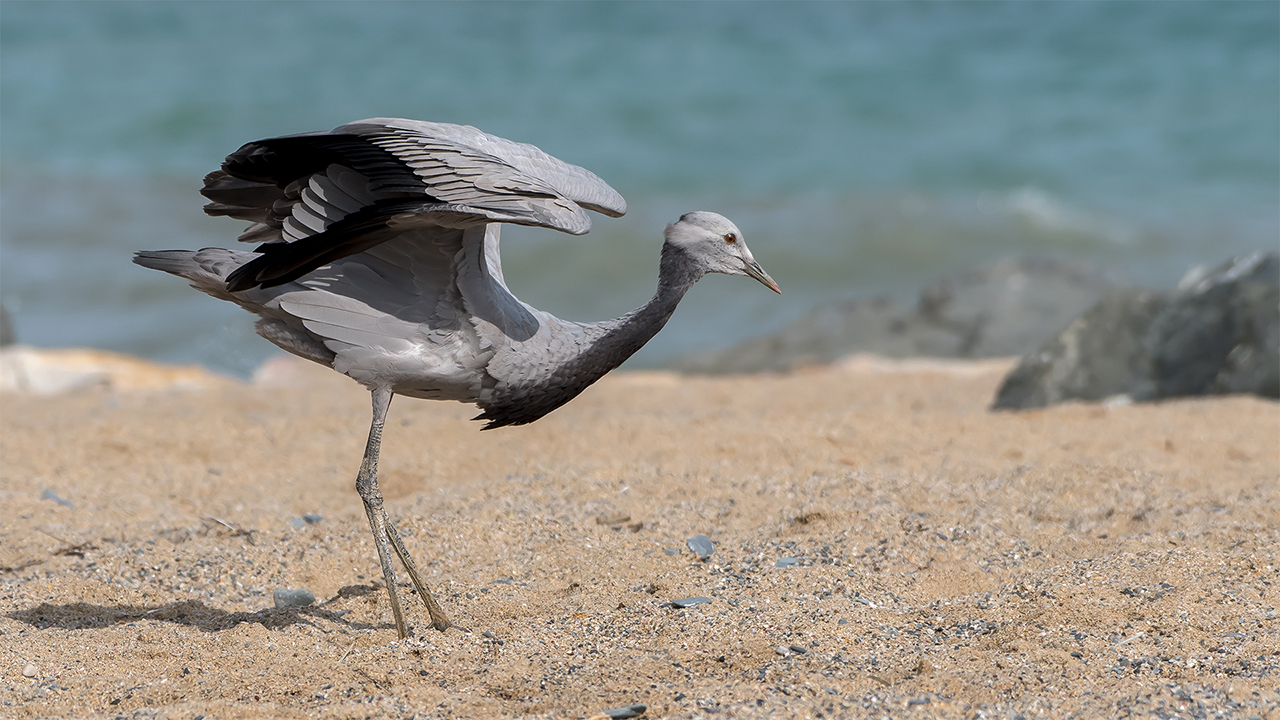 Telli turna » Demoiselle Crane » Grus virgo
