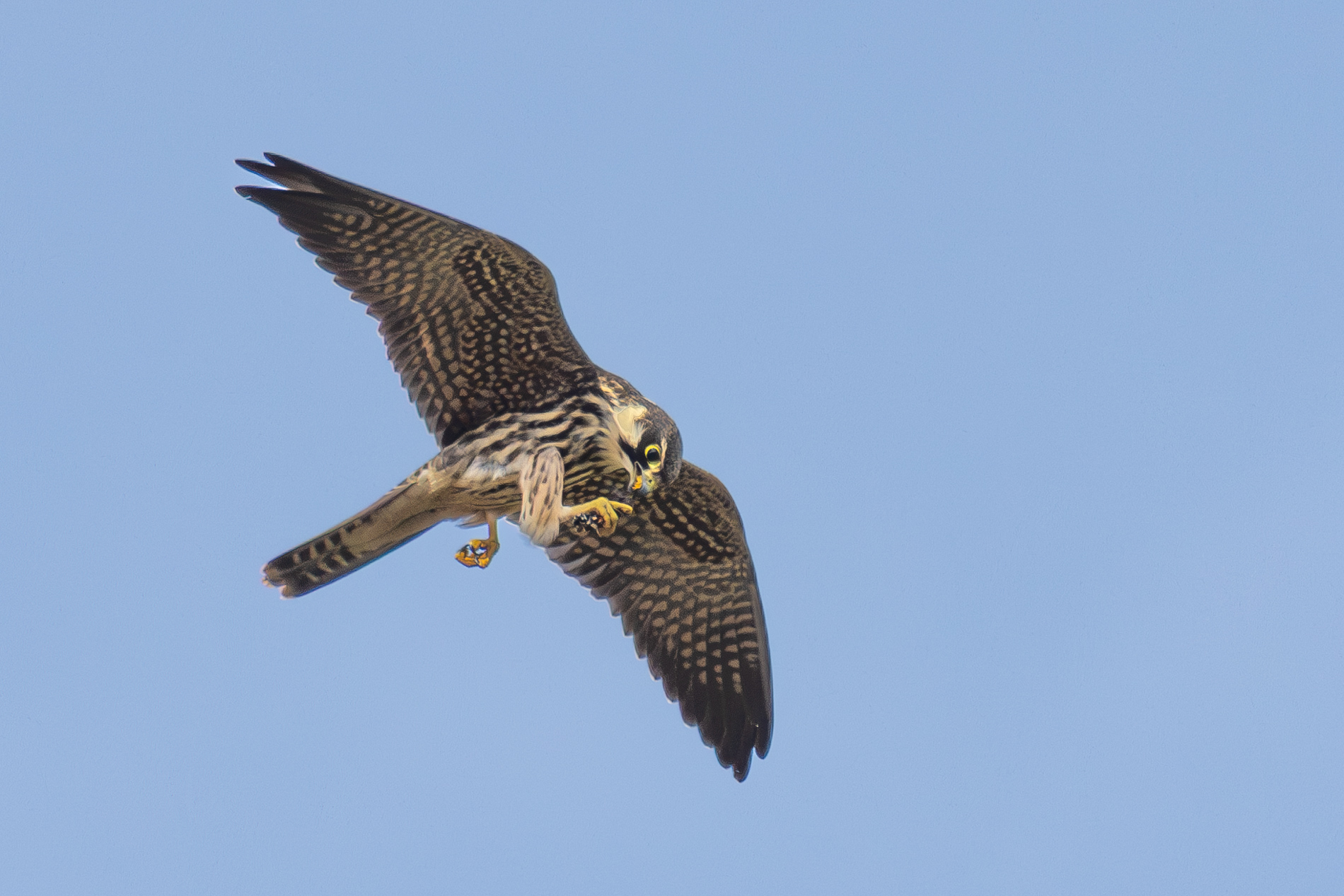 Delice doğan » Eurasian Hobby » Falco subbuteo