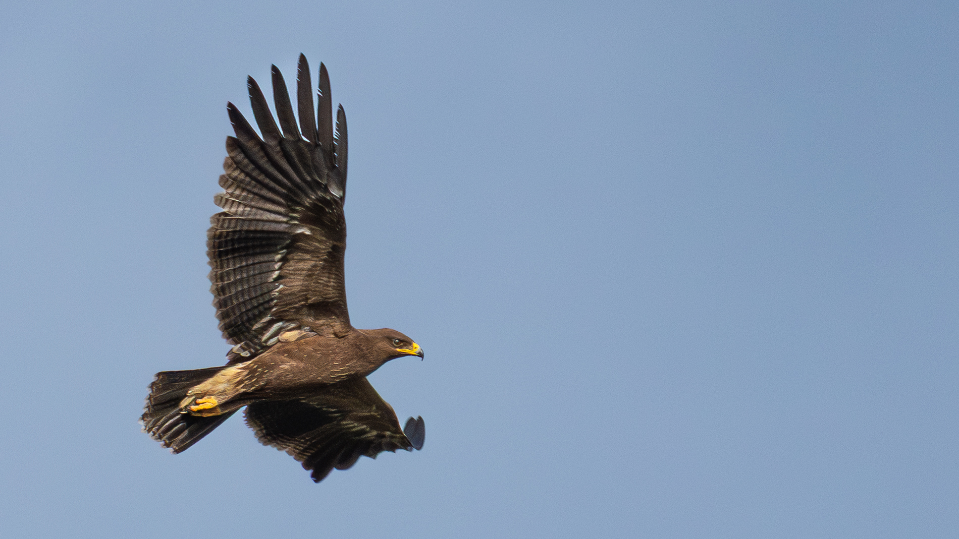 Küçük orman kartalı » Lesser Spotted Eagle » Clanga pomarina