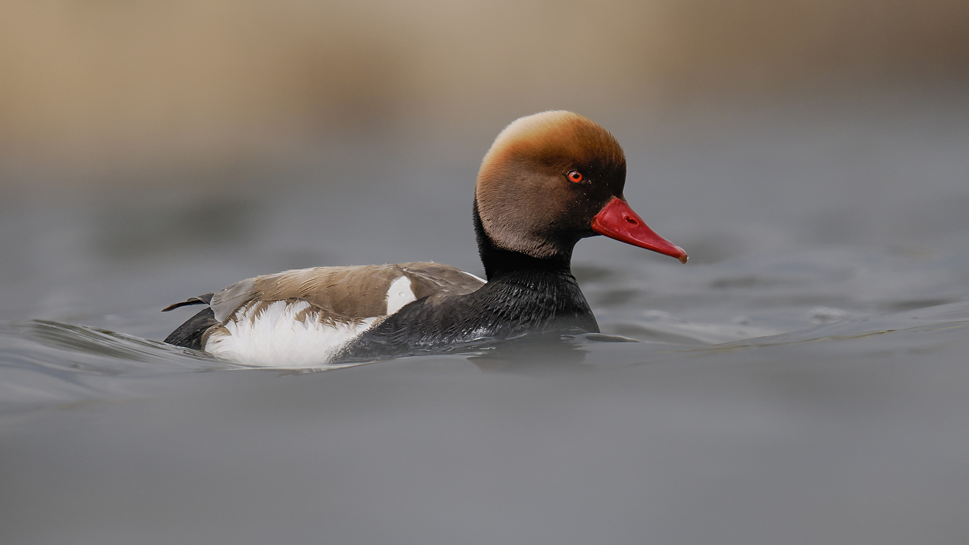 Macar ördeği » Red-crested Pochard » Netta rufina