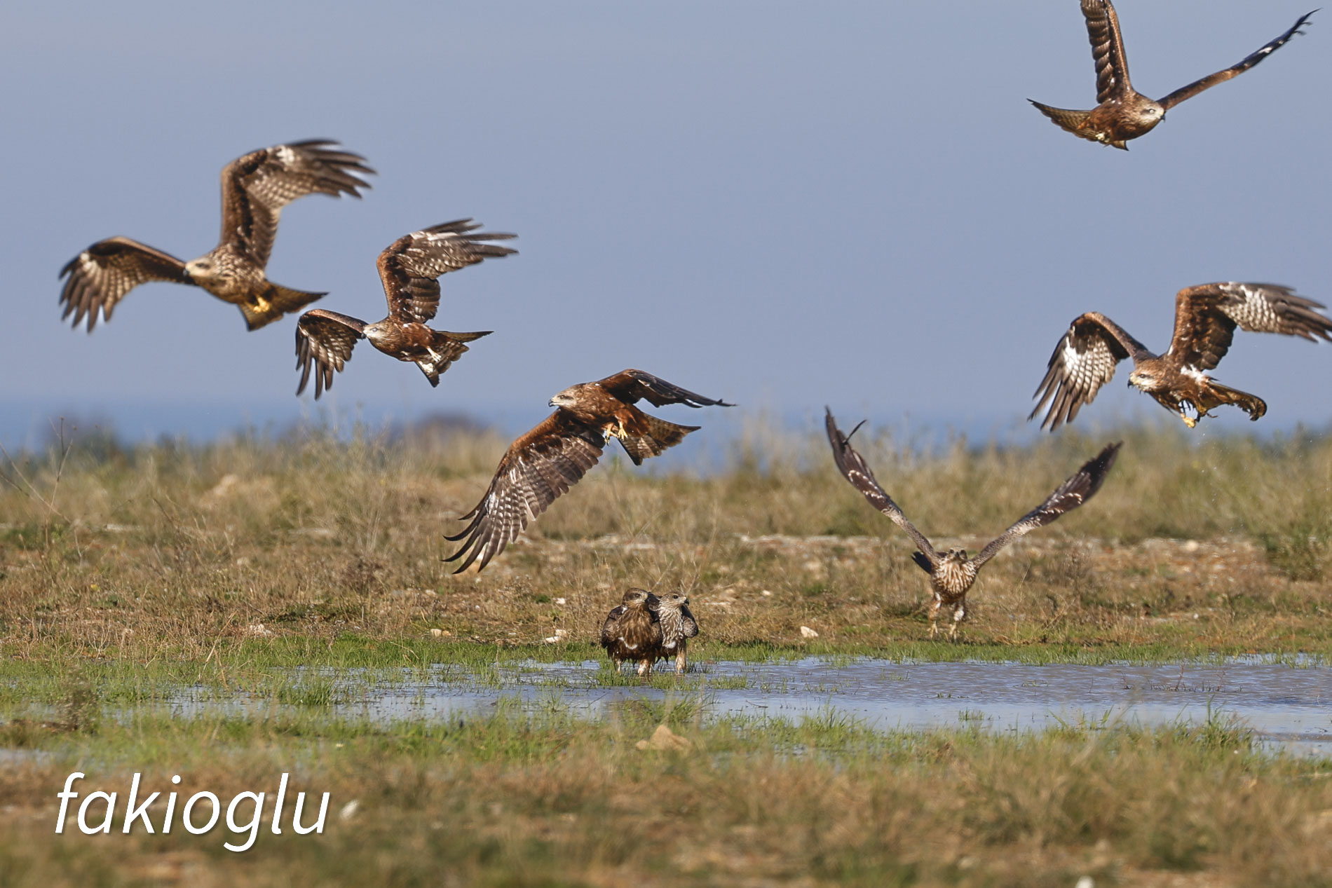 Kara çaylak » Black Kite » Milvus migrans