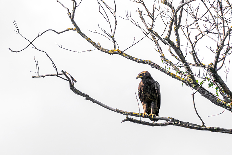 Küçük orman kartalı » Lesser Spotted Eagle » Clanga pomarina