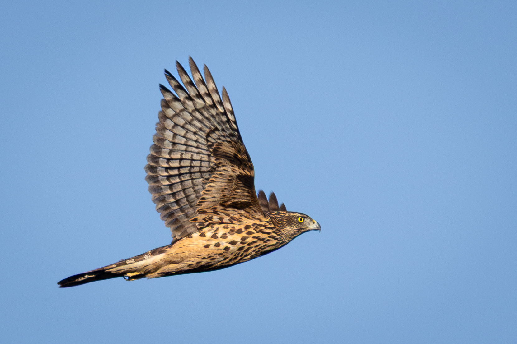 Çakır » Northern Goshawk » Astur gentilis