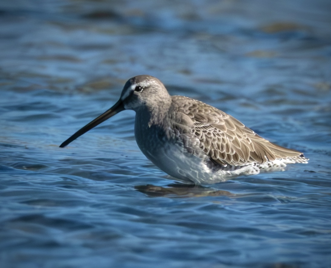Uzungagalı suçulluğu » Long billed  Dowitcher » Limnodromus scolopaceus