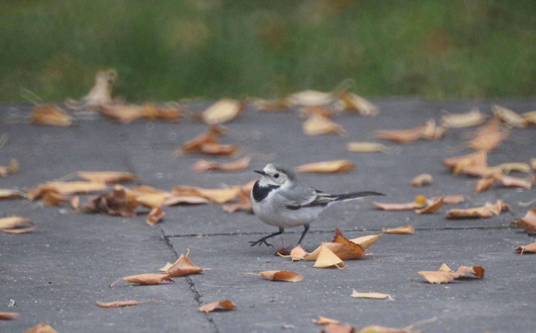 Ak kuyruksallayan » White Wagtail » Motacilla alba