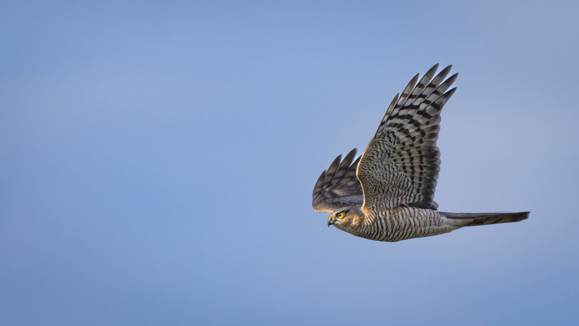Atmaca » Eurasian Sparrowhawk » Accipiter nisus