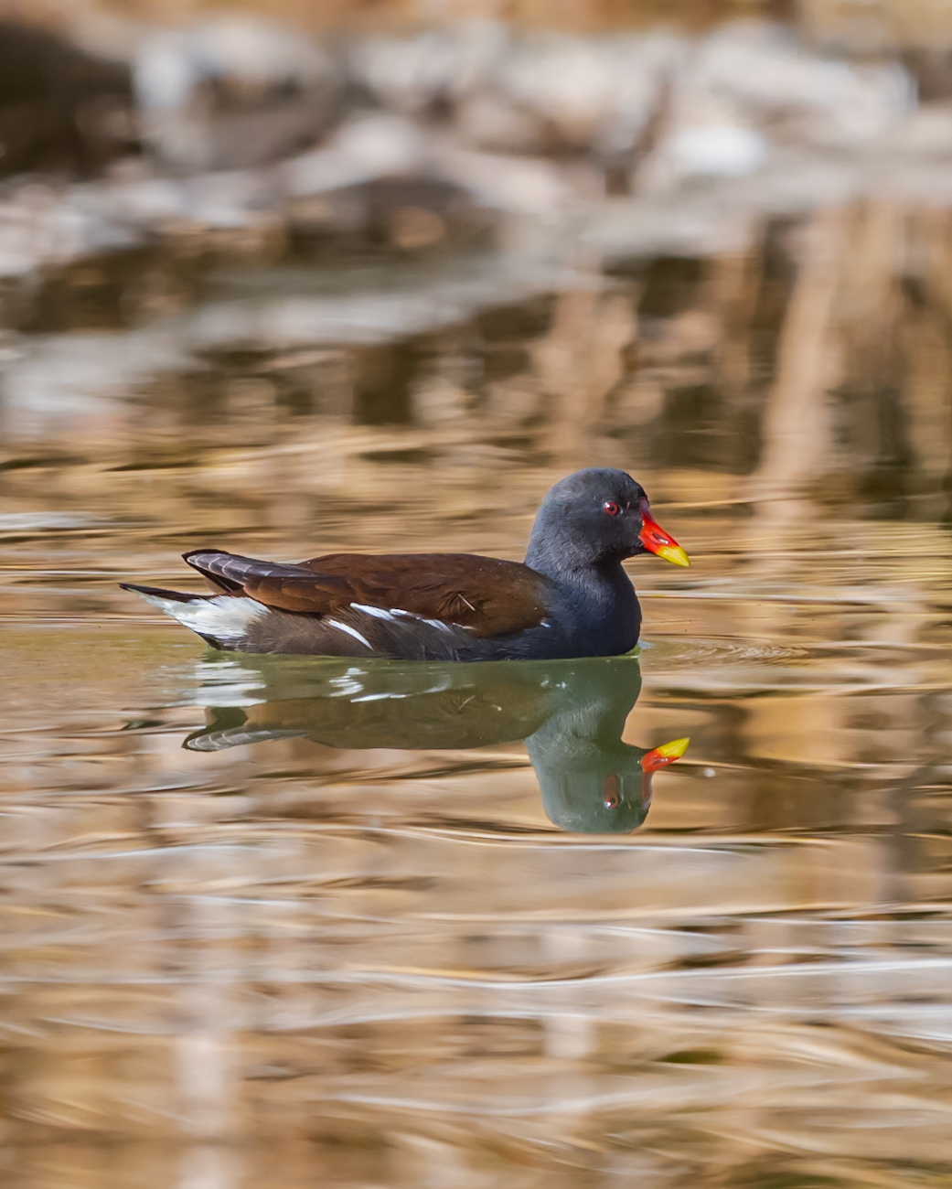Sutavuğu » Common Moorhen » Gallinula chloropus