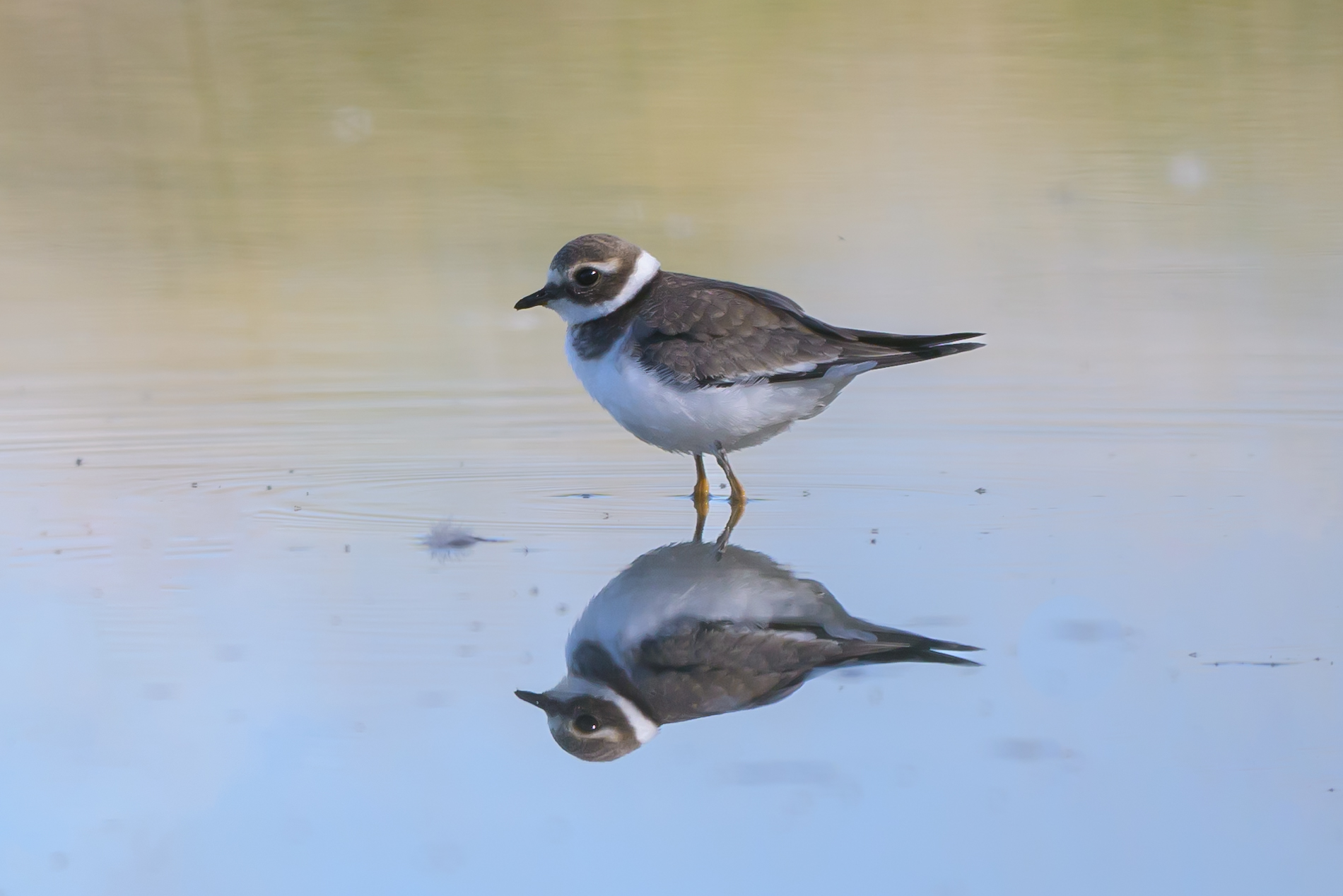 Halkalı cılıbıt » Common Ringed Plover » Charadrius hiaticula