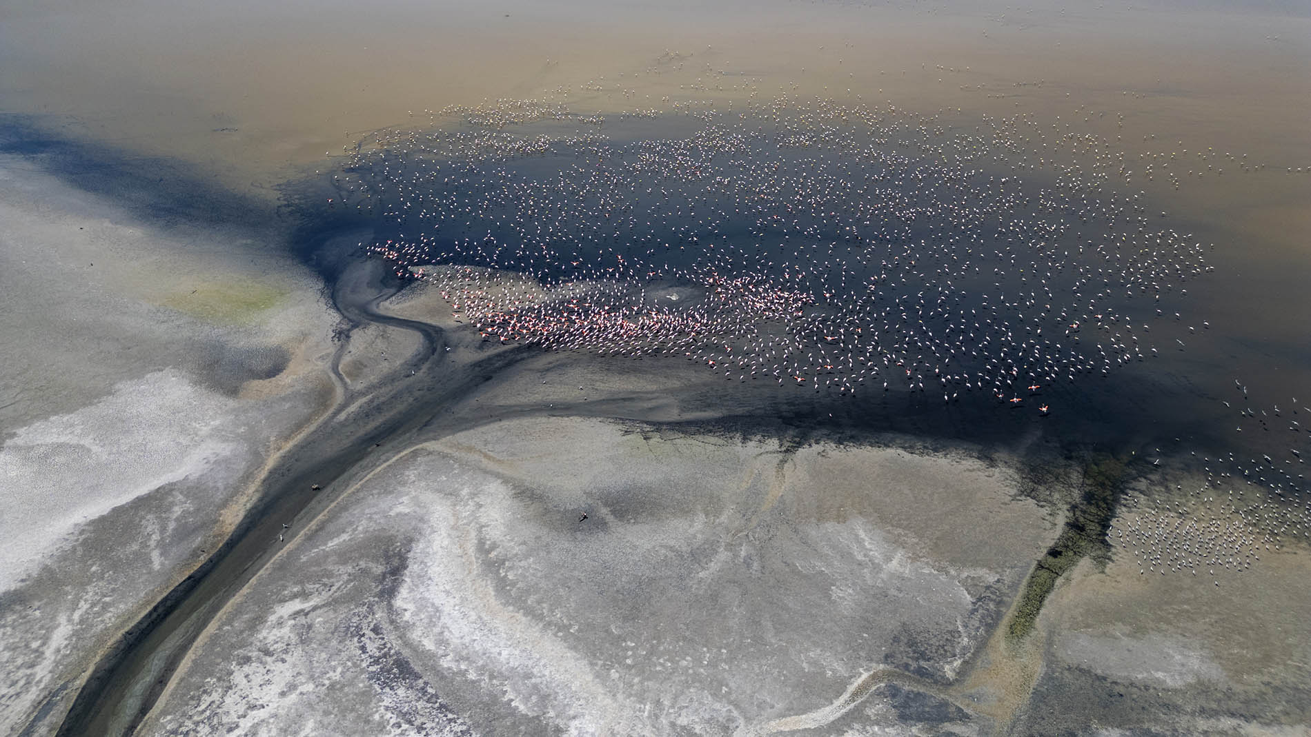 Flamingo » Greater Flamingo » Phoenicopterus roseus