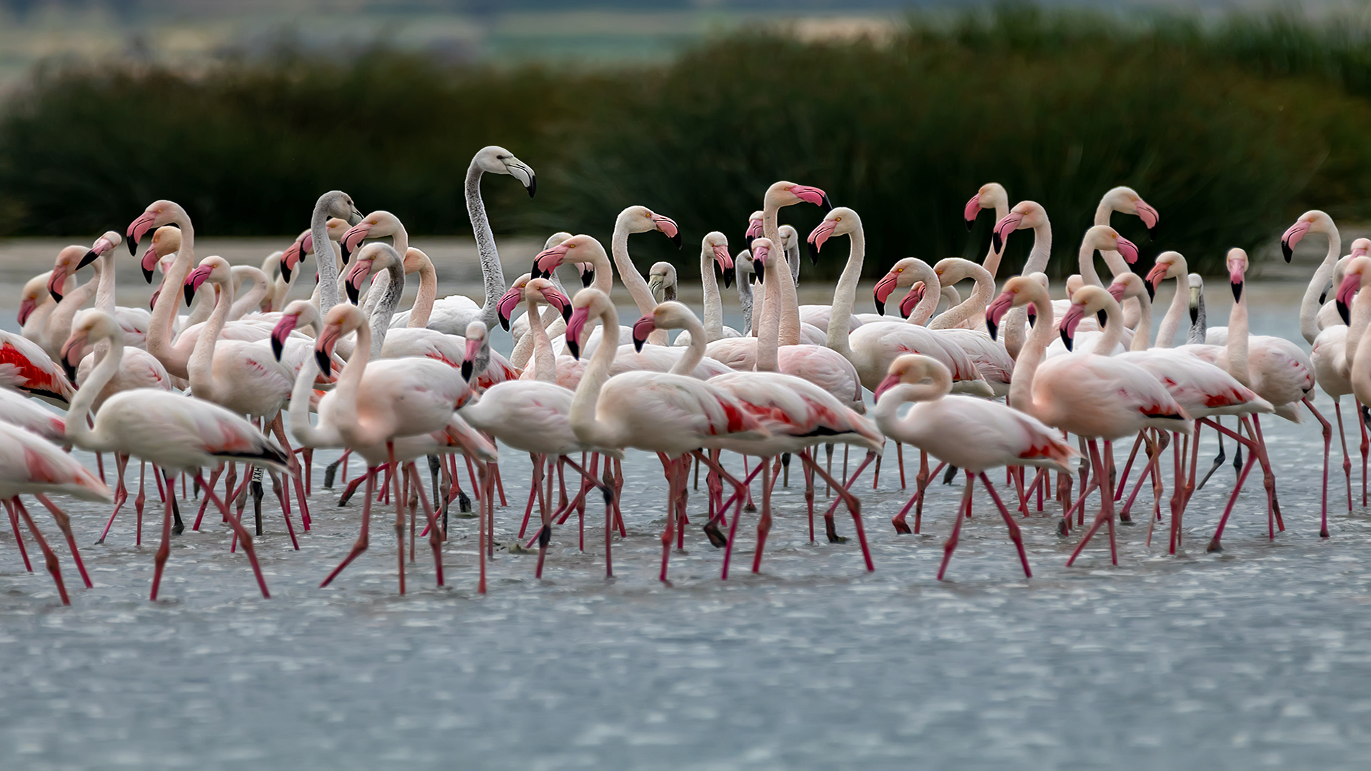 Flamingo