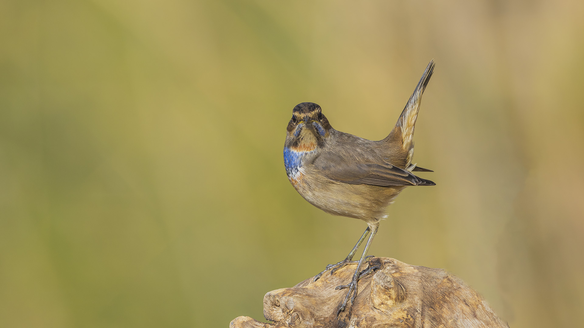 Mavigerdan » Bluethroat » Luscinia svecica