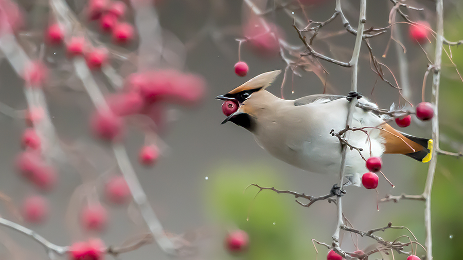 İpekkuyruk » Bohemian Waxwing » Bombycilla garrulus
