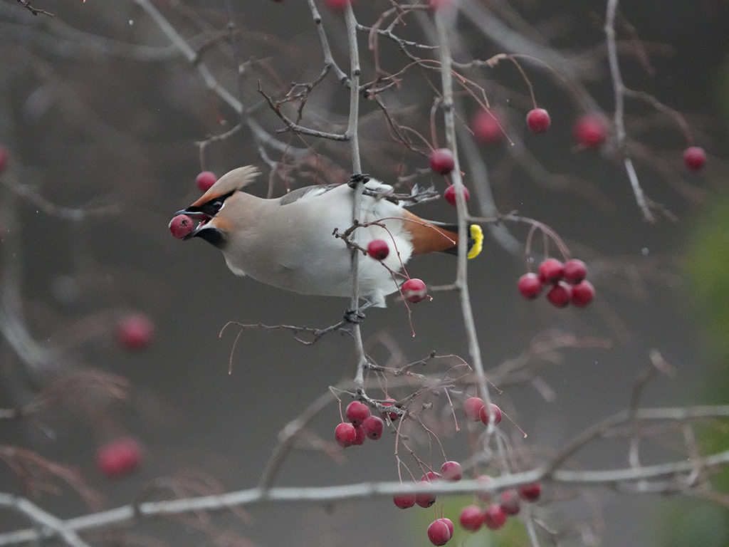 İpekkuyruk » Bohemian Waxwing » Bombycilla garrulus