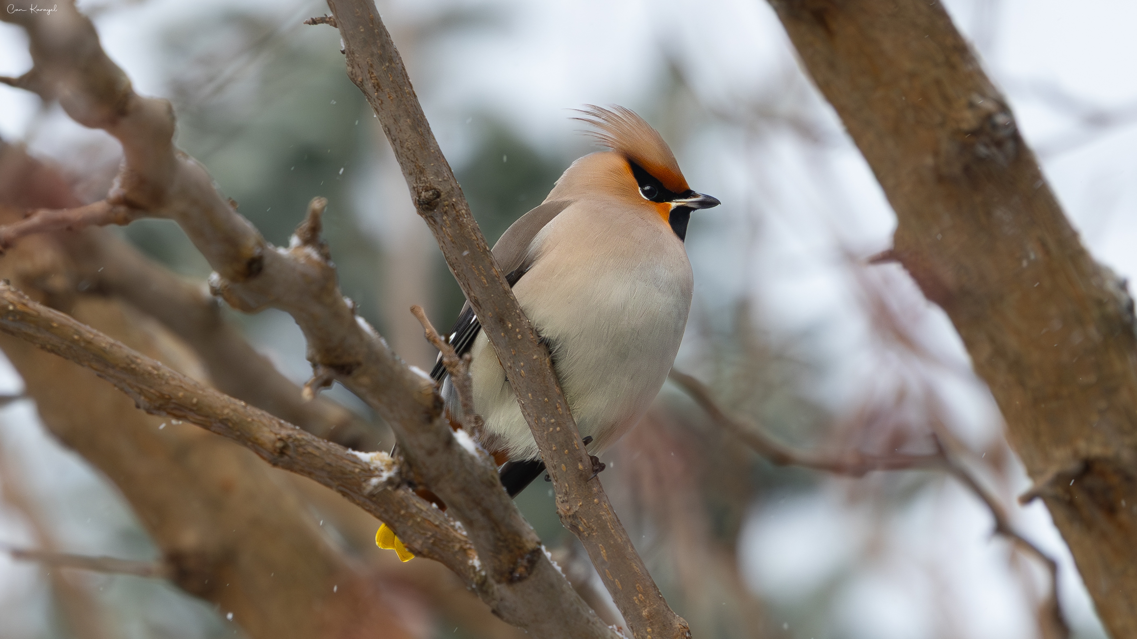 İpekkuyruk » Bohemian Waxwing » Bombycilla garrulus