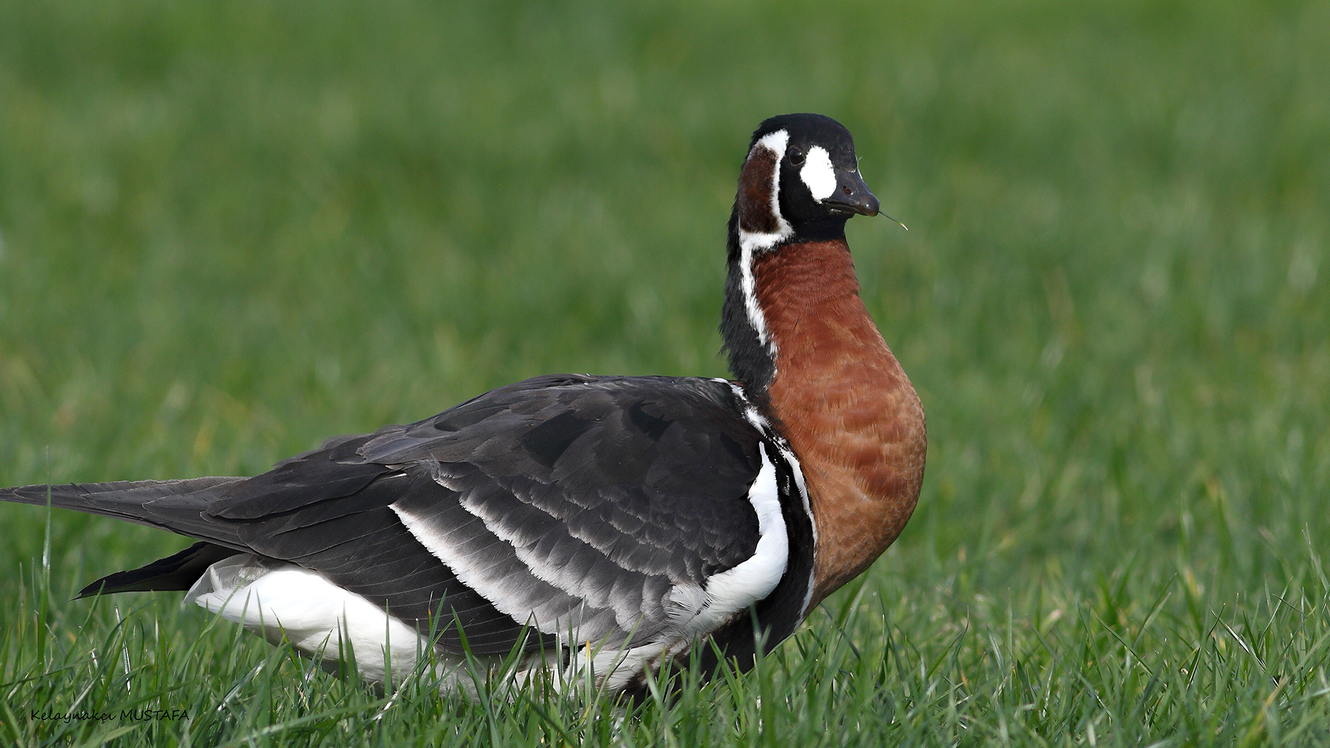 Sibirya kazı » Red-breasted Goose » Branta ruficollis