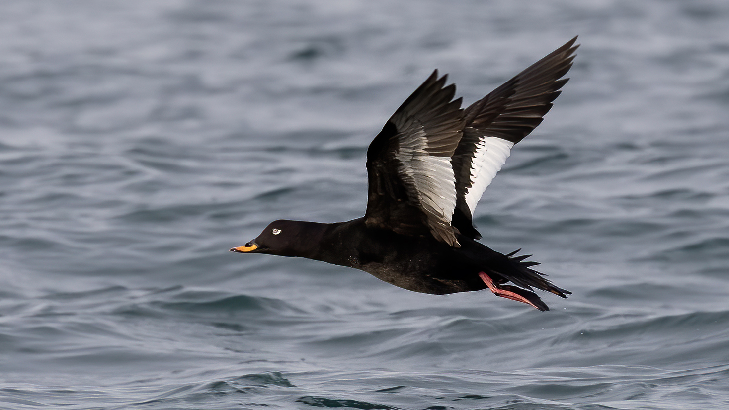 Kadife ördek » Velvet Scoter » Melanitta fusca