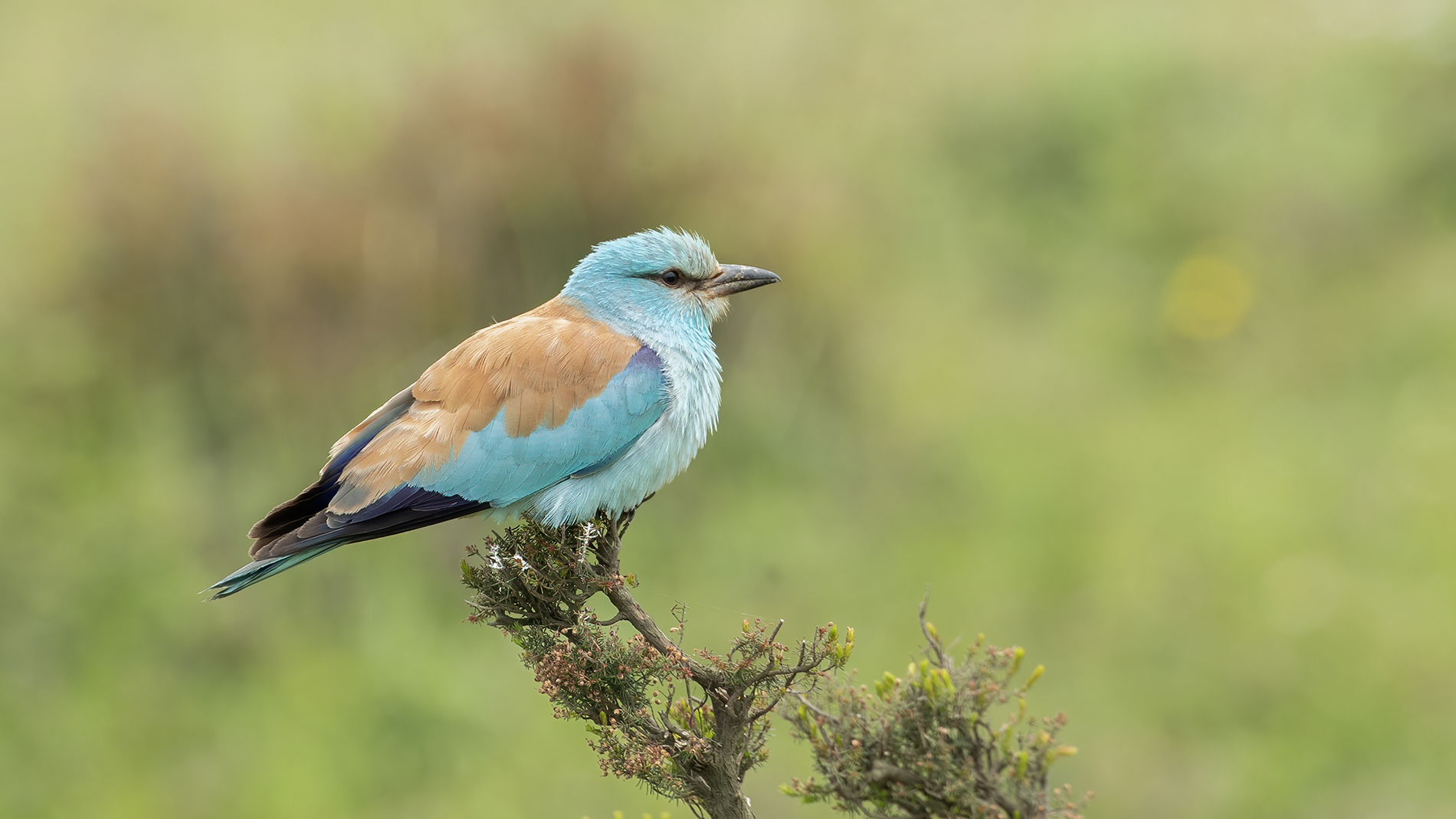 Gökkuzgun » European Roller » Coracias garrulus